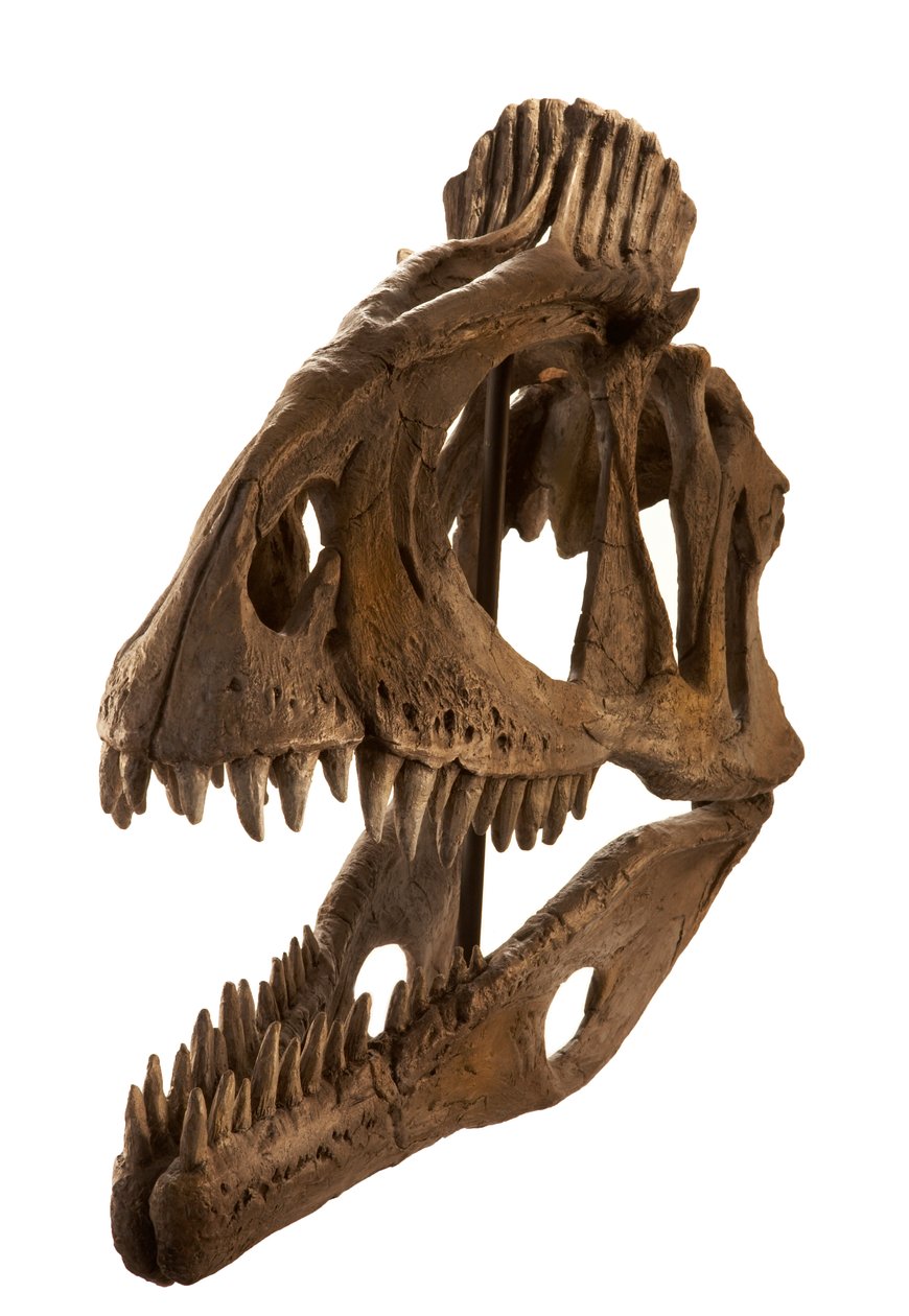 Cryolophosaurus afstøbt på Augustana College, Rock Island, Illinois. af Ira Block