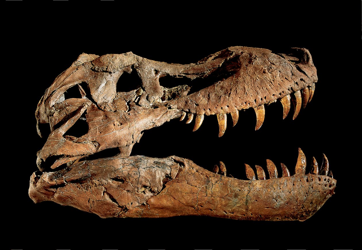 Fossilt kranium af Tyrannosaurus Rex "Sue.... af Ira Block