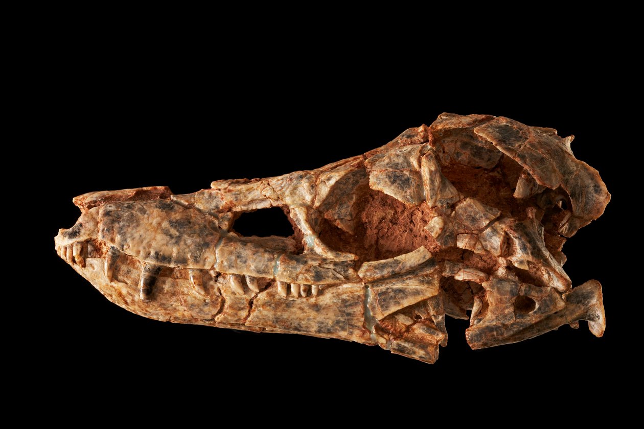 Junggarsuchus sloani, en sphenosuchian fra den mellemste juraperiode. af Ira Block