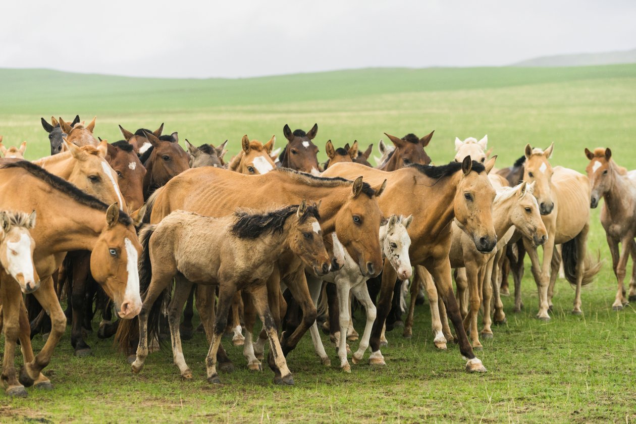 Lokal familie samler deres heste i Gun-Galuut naturreservat af Ira Block