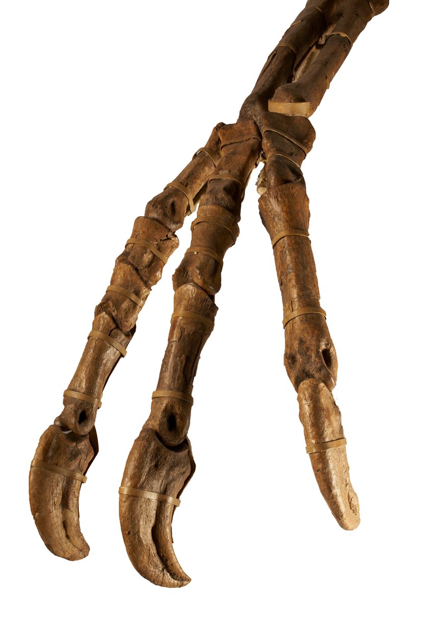Den mongolske dinosaur Deinocheirus med sine gigantiske arme og kløer. af Ira Block