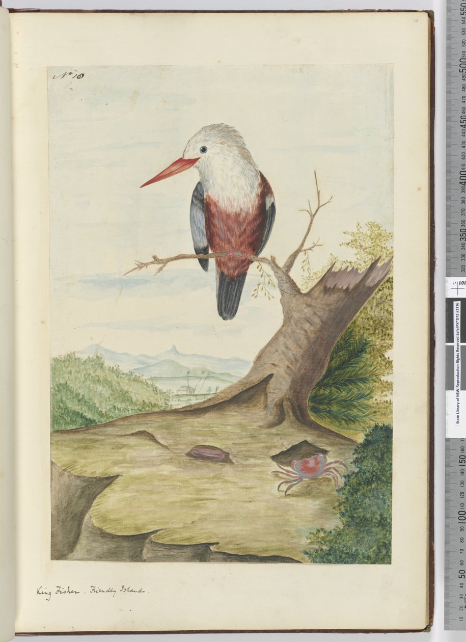 F.10 Kongefisker. Venlige øer, 1772-75 (wc) af Isaac Smith