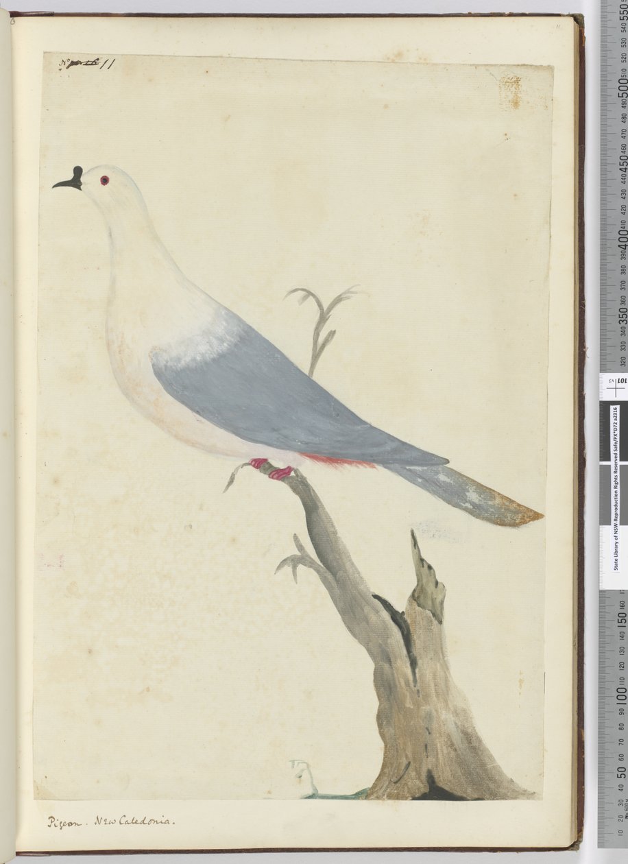 F.11 Due. Ny Kaledonien, 1772-75 (wc) af Isaac Smith