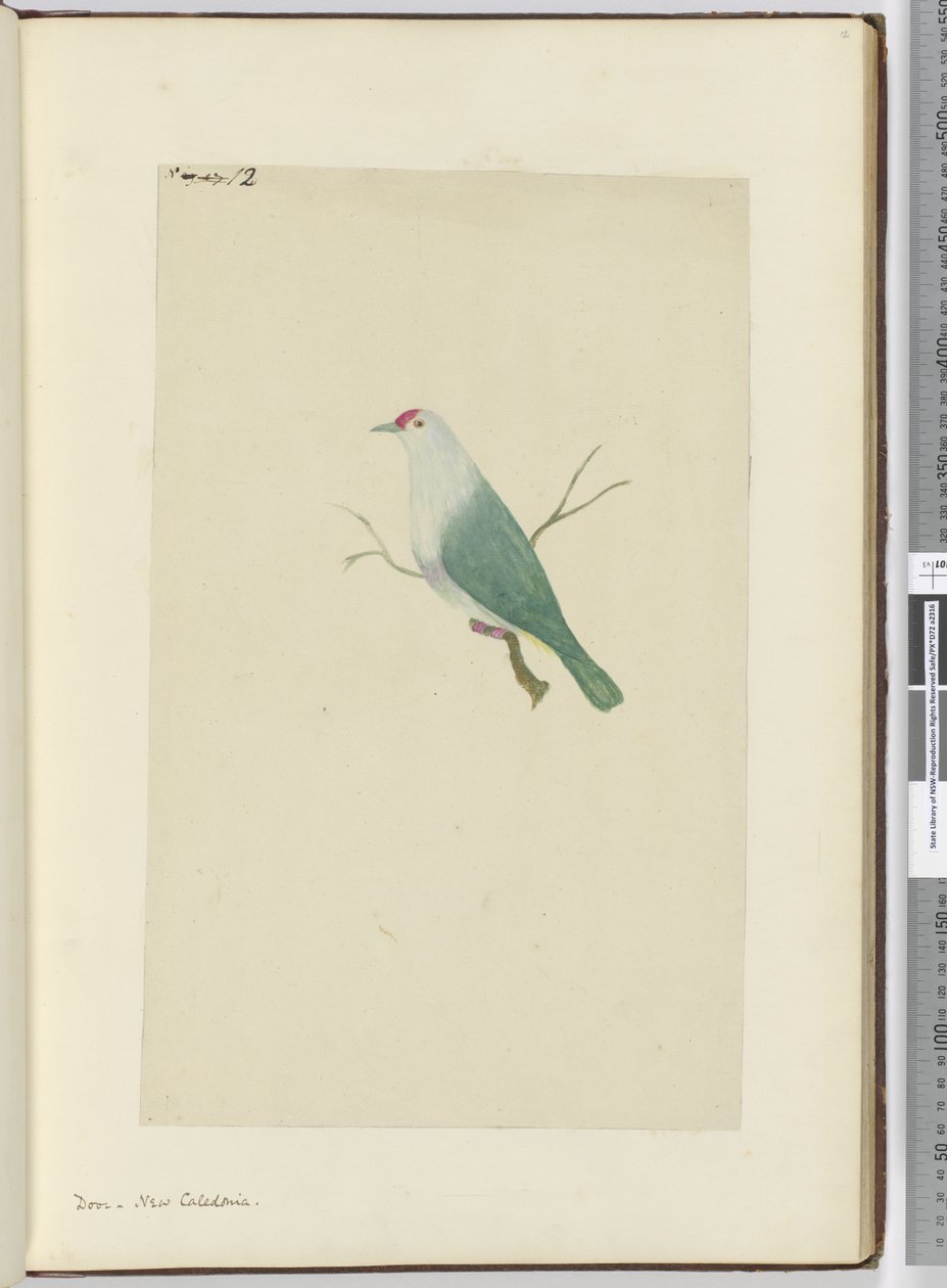 F.12 Due. Ny Kaledonien, 1772-75 (wc) af Isaac Smith
