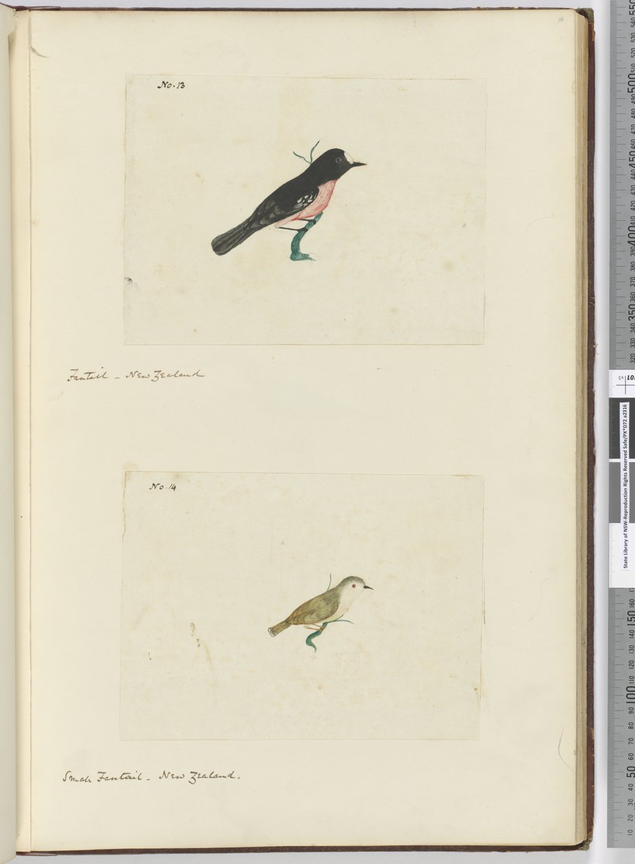 F.13 Fantail. New Zealand F.14 Lille viftehale. New Zealand, 1772-75 (wc) af Isaac Smith