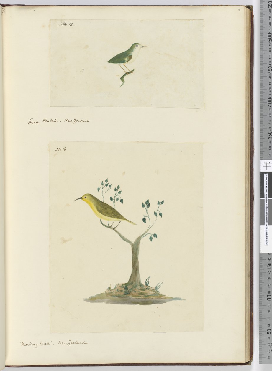 F.15 Lille viftehale. New Zealand F.16 Spotfugl. New Zealand, 1772-75 (wc) af Isaac Smith