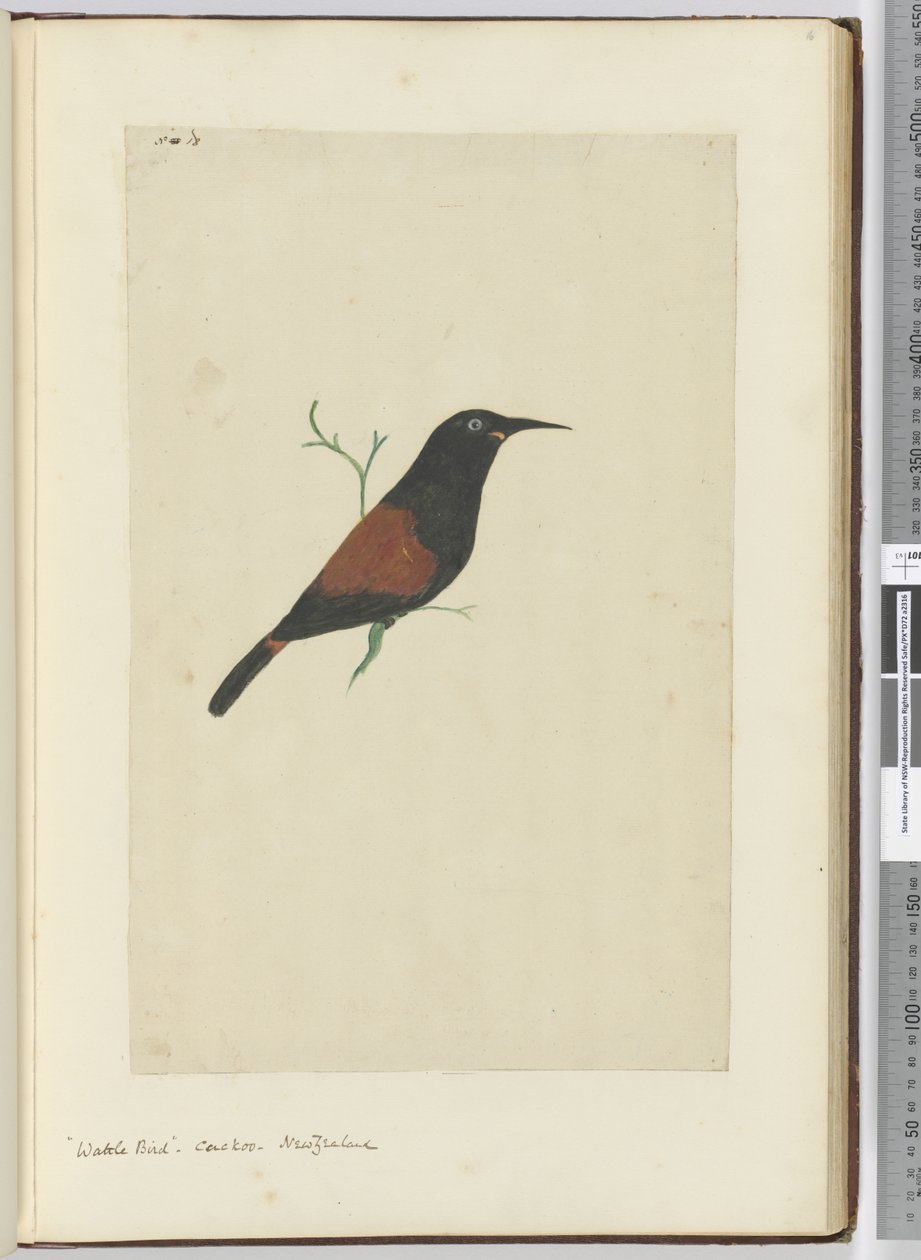 F.18 Wattle fugl. Gøg. New Zealand, 1772-75 (wc) af Isaac Smith