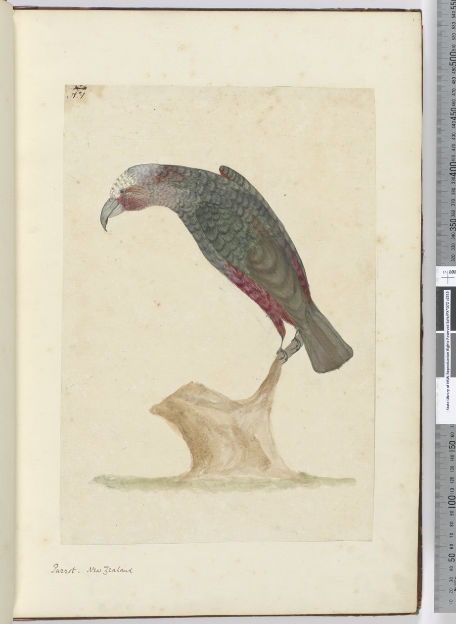 F.1 Parrot, New Zealand, 1772-75 (wc) af Isaac Smith