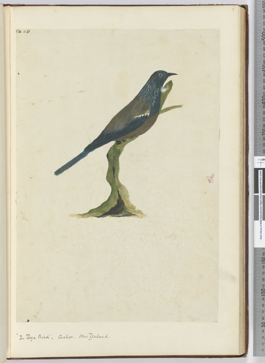 F.20 Poyafuglen, gøg. New Zealand, 1772-75 (wc) af Isaac Smith