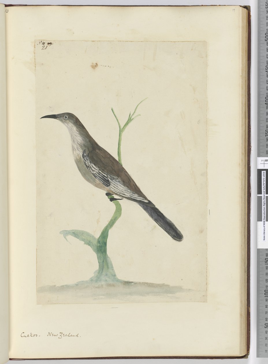 F.21 Gøg. New Zealand, 1772-75 (wc) af Isaac Smith