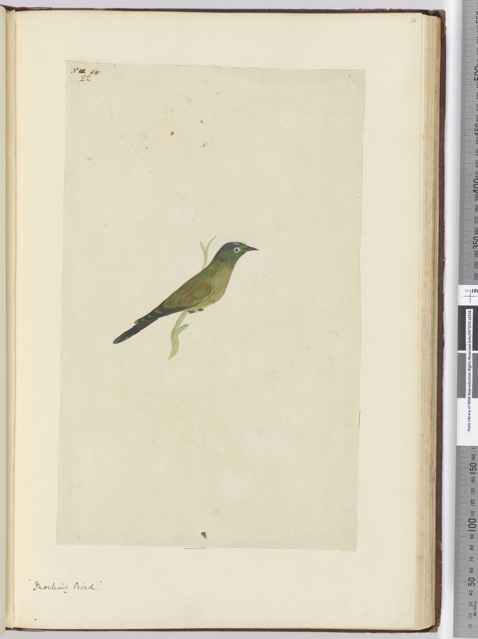 F.22 Spotfugl, 1772-75 (wc) af Isaac Smith