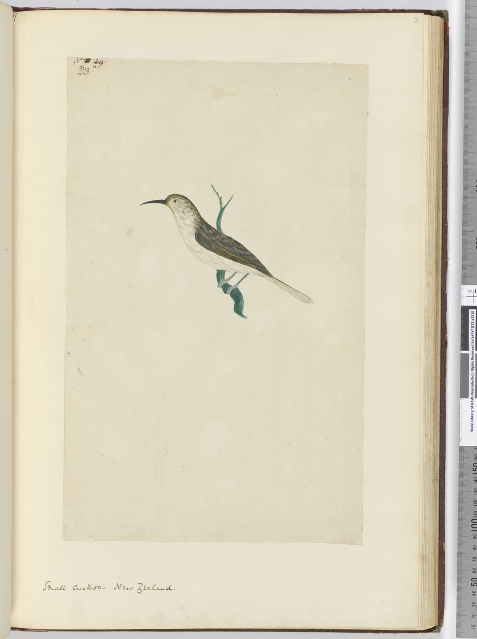F.23 Lille gøg. New Zealand, 1772-75 (wc) af Isaac Smith