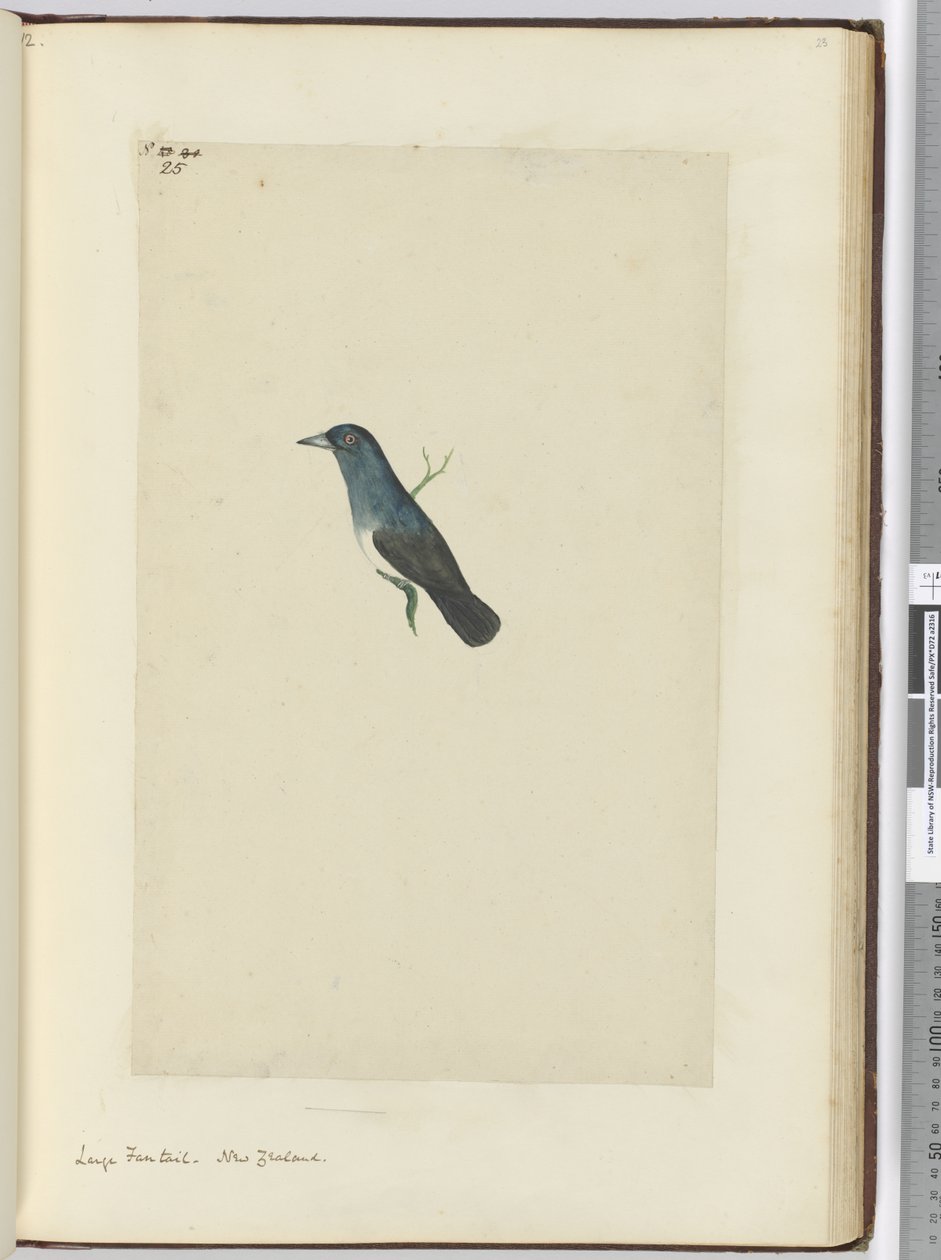 F.25 Stor viftehale. New Zealand, 1772-75 (wc) af Isaac Smith