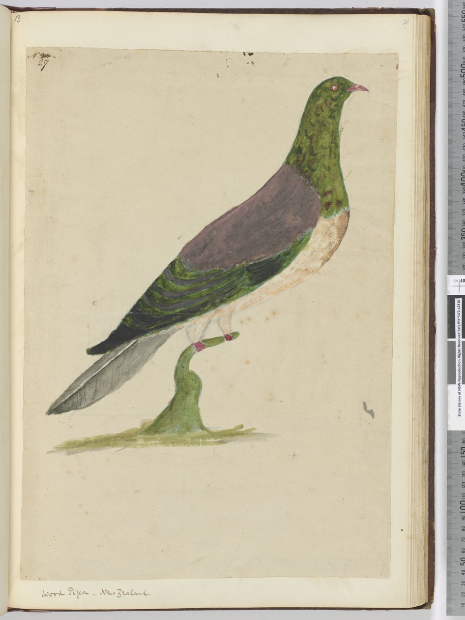 F.27 Skovdue. New Zealand, 1772-75 (wc) af Isaac Smith
