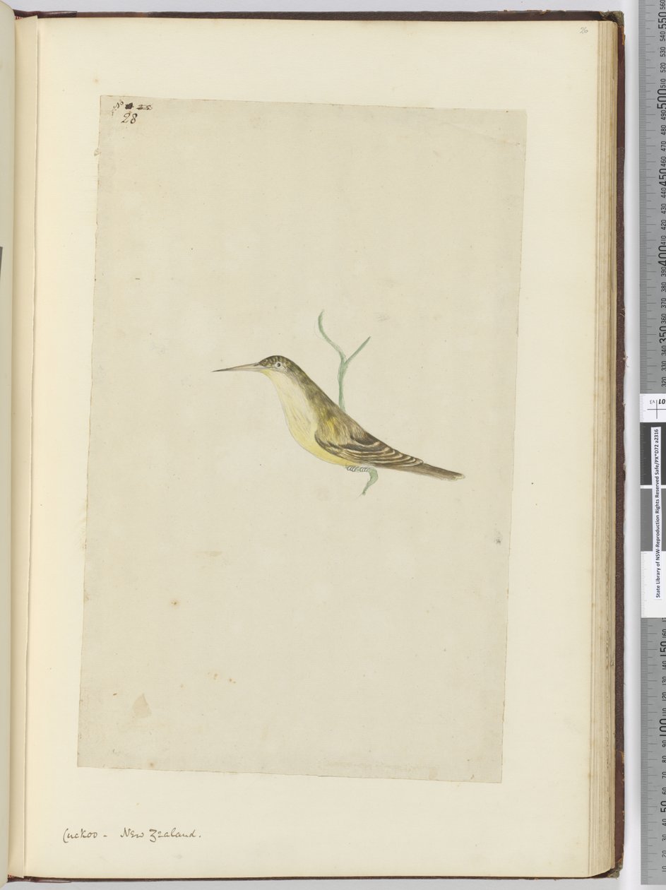 F.28 Gøg. New Zealand, 1772-75 (wc) af Isaac Smith