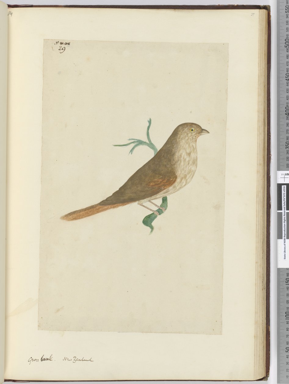 F.29 Groft næb. New Zealand, 1772-75 (wc) af Isaac Smith