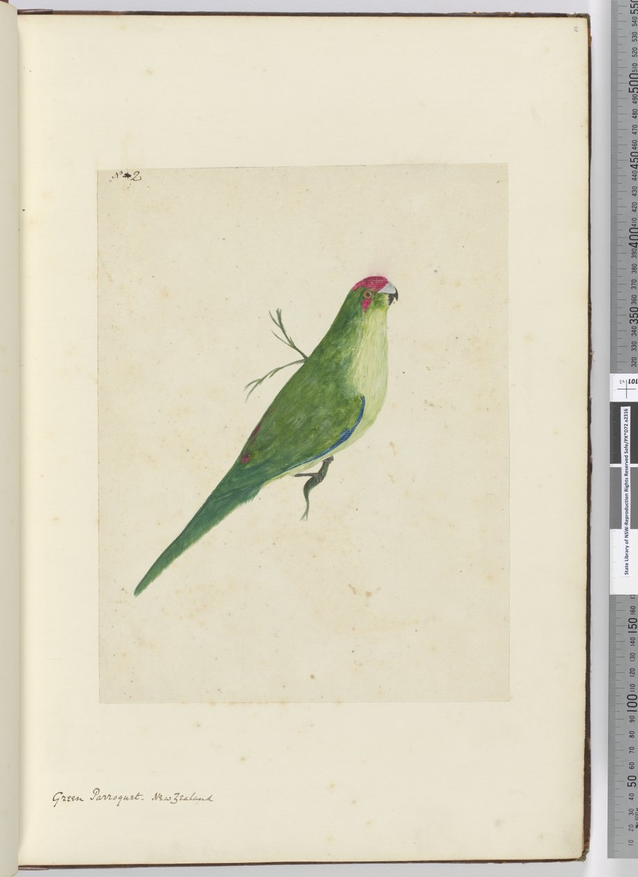 F.2 Grøn parket. New Zealand, 1772-75 (wc) af Isaac Smith