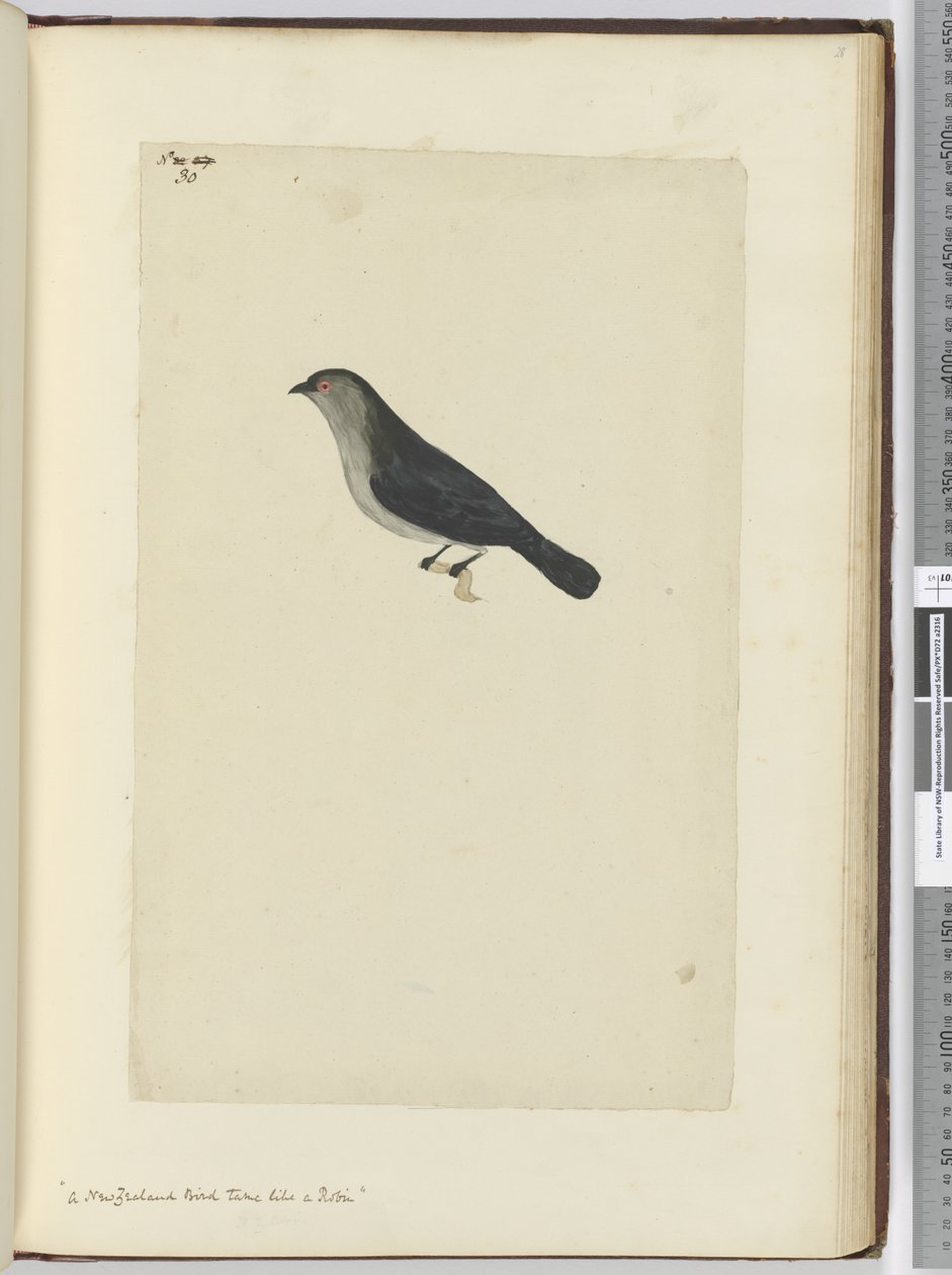 F.30 En newzealandsk fugl tam som en rødstrupe, 1772-75 (wc) af Isaac Smith
