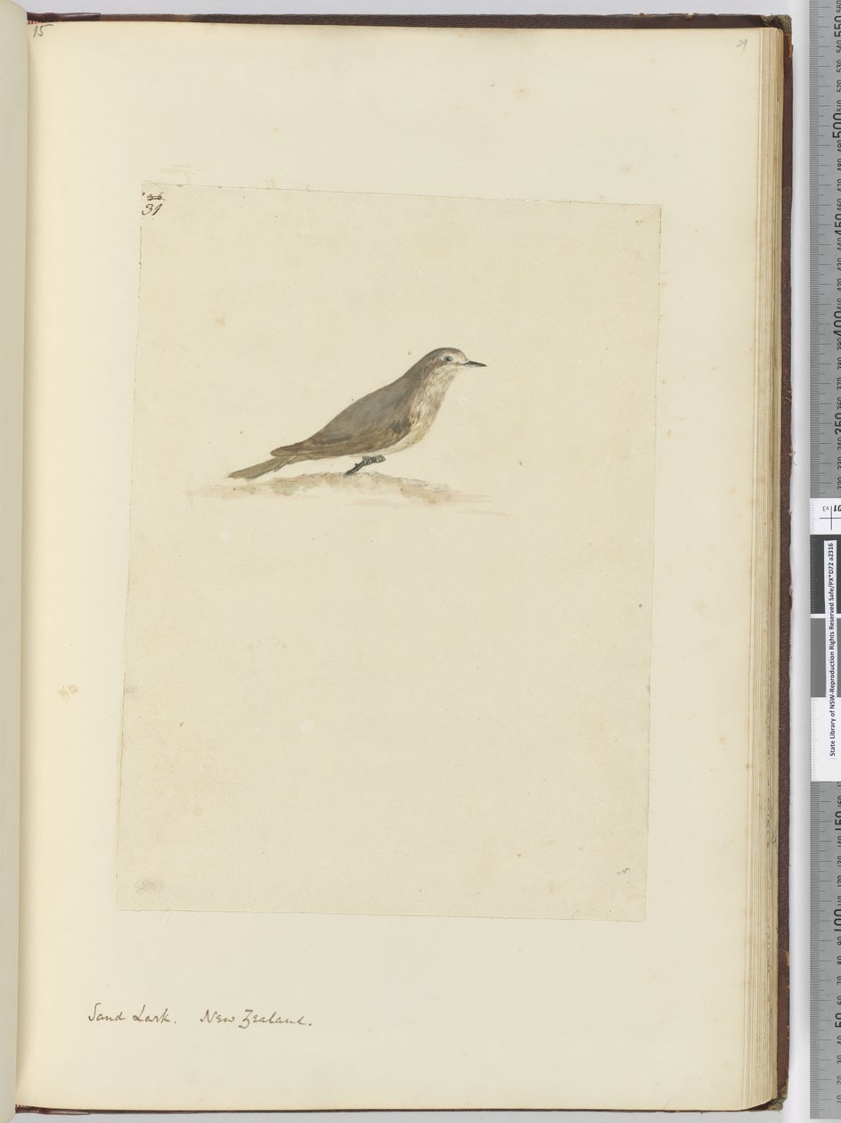 F.31 Sandlærke. New Zealand, 1772-75 (wc) af Isaac Smith