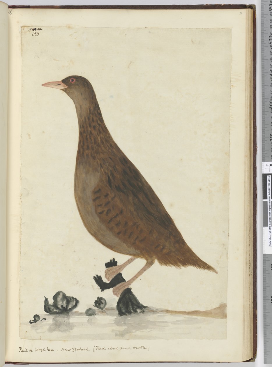 F.33 Skinne eller træhøne. New Zealand. (Foder om små bække), 1772-75 (wc) af Isaac Smith