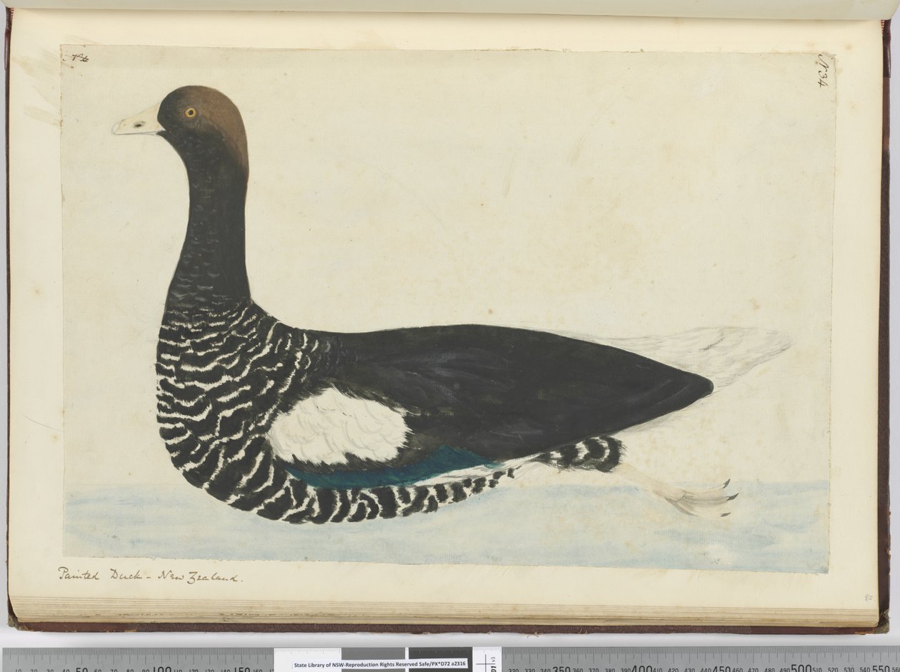F.34 Malet and. New Zealand, 1772-75 (wc) af Isaac Smith