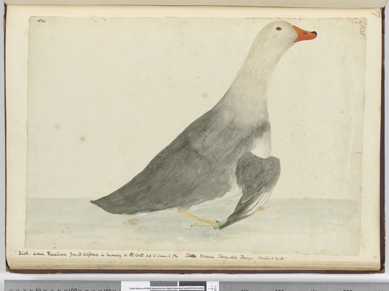 F.35 And kaldes Væddeløbshest for dens hurtighed til at løbe på vandet, men den kan ikke flyve. Staten Island Tierra del Fuego. Vejede 29 lbs, 1772-75 (wc) af Isaac Smith