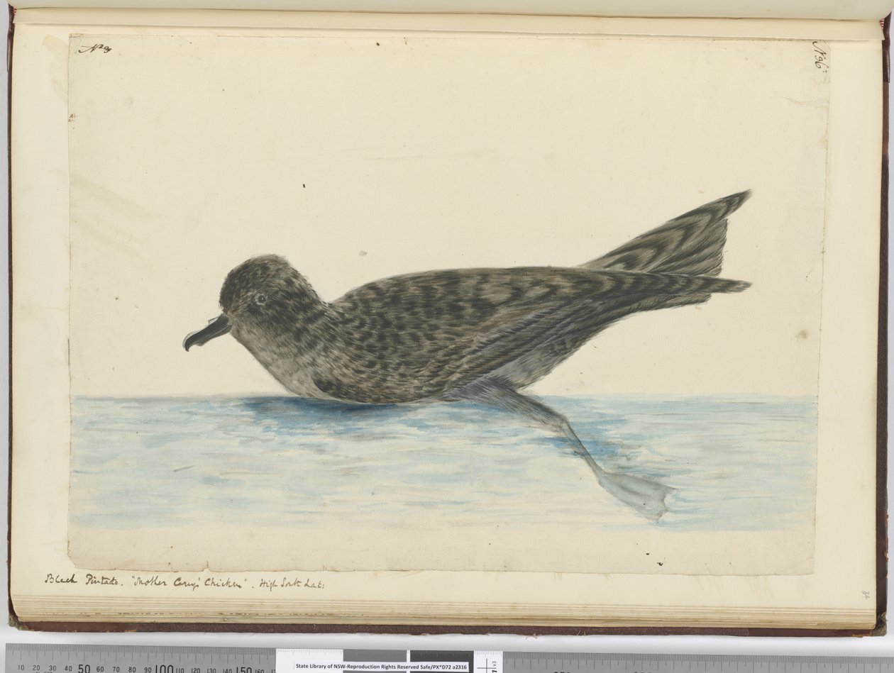 F.36 Sort pintado. Mor Careys kylling. Høj syd lat., 1772-75 (wc) af Isaac Smith