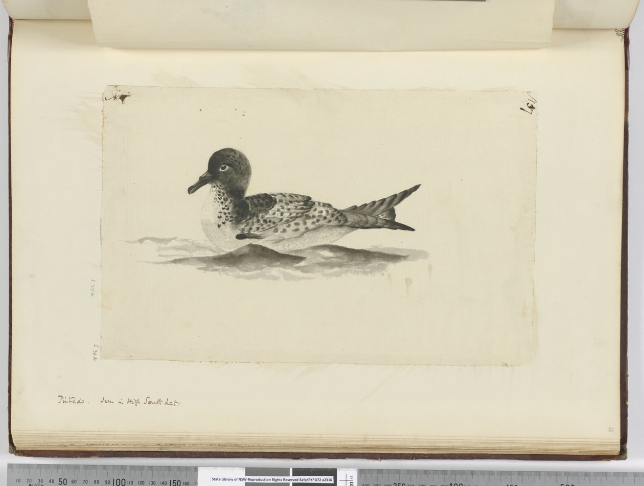 F.37b Pintado. Set i høj sydlat., 1772-75 (wc) af Isaac Smith