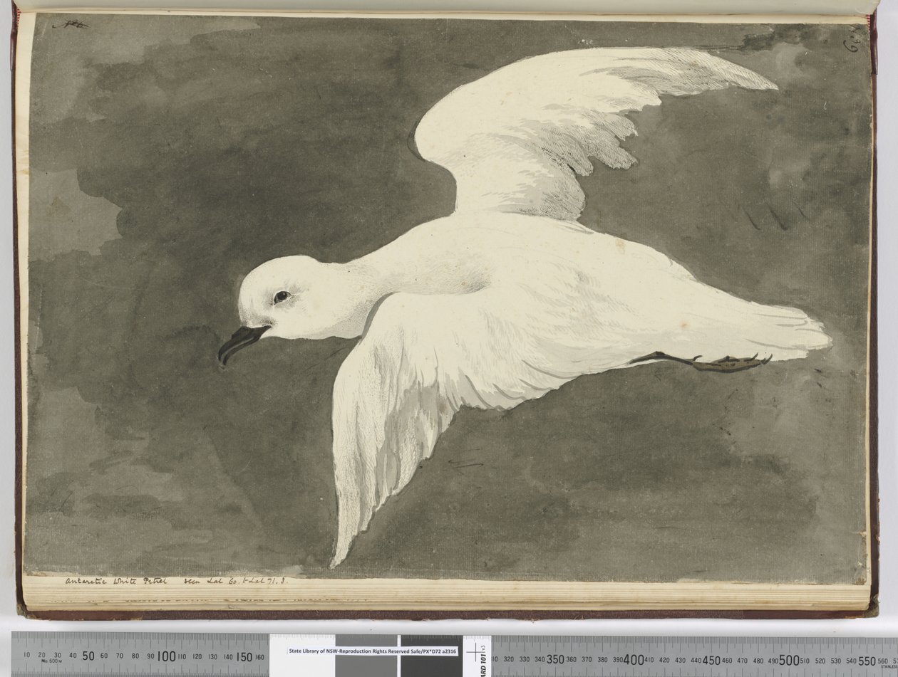 F.39 Antarktisk hvid stormsvale. Set lat. 60 til lat. 71 S., 1772-75 (wc) af Isaac Smith