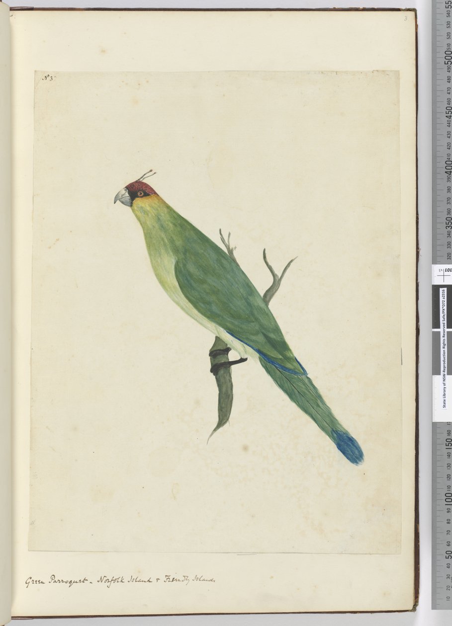 F.3 Grøn parket. Norfolk Island & Friendly Islands, 1772-75 (wc) af Isaac Smith