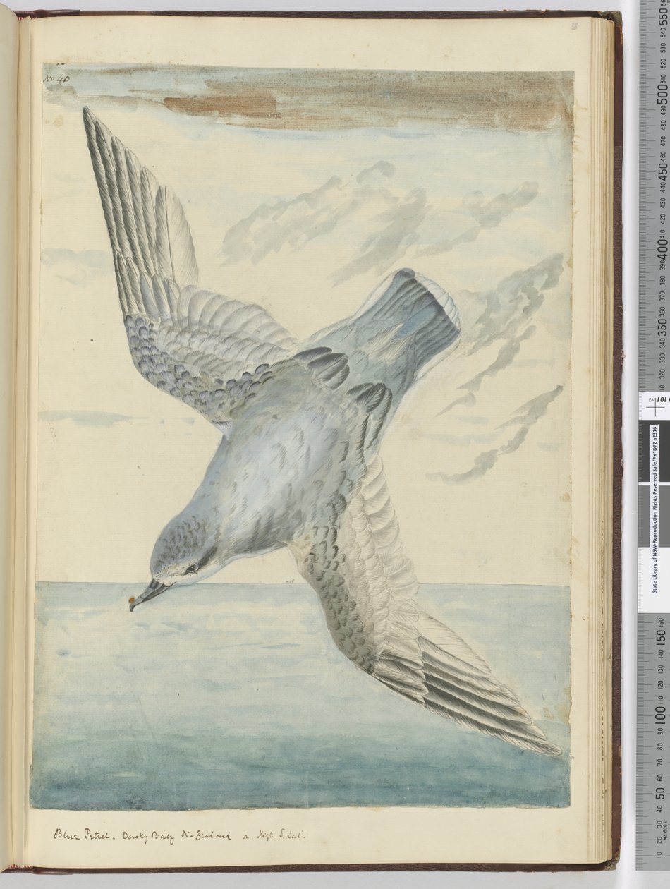 F.40 Blåsvale. Dusky Bay New Zealand. I høj S. lat., 1772-75 (wc) af Isaac Smith