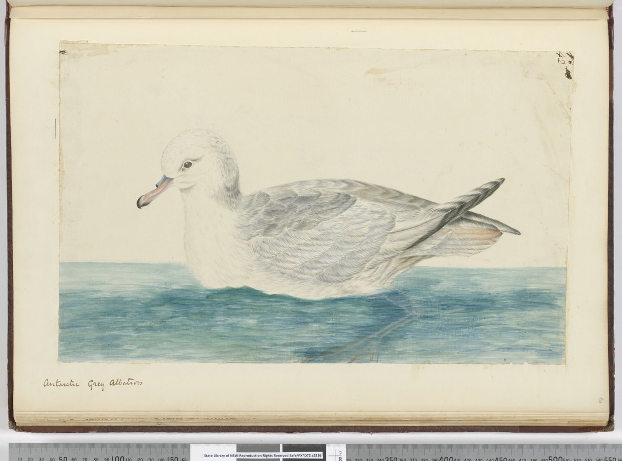 F.42 Antarktis grå albatros, 1772-75 (wc) af Isaac Smith