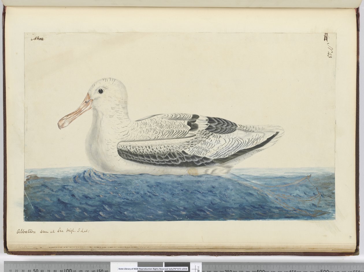 F.43 Albatros. Set på havet høj S. lat., 1772-75 (wc) af Isaac Smith