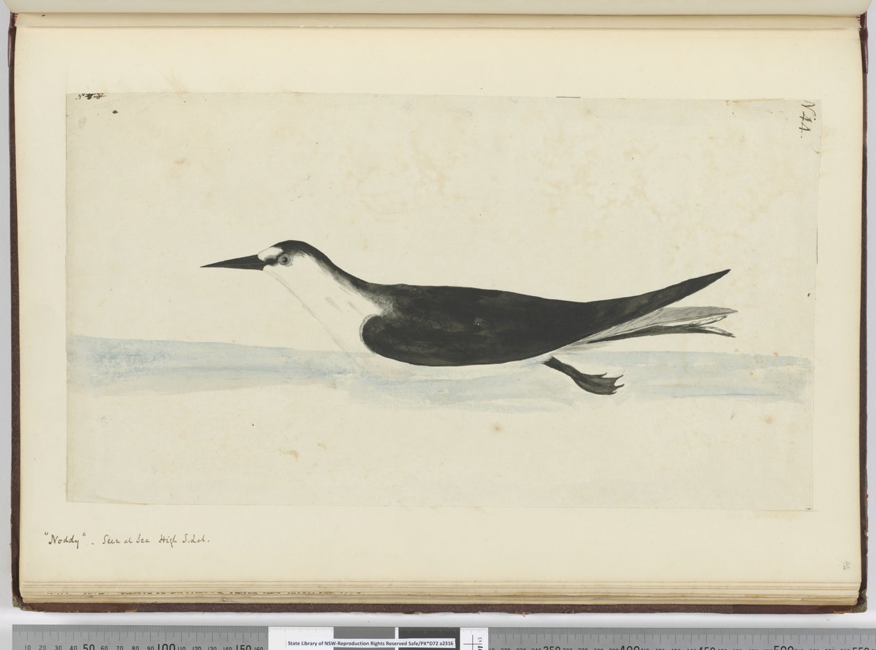 F.44 Noddy. Set på havet høj S. lat., 1772-75 (wc) af Isaac Smith