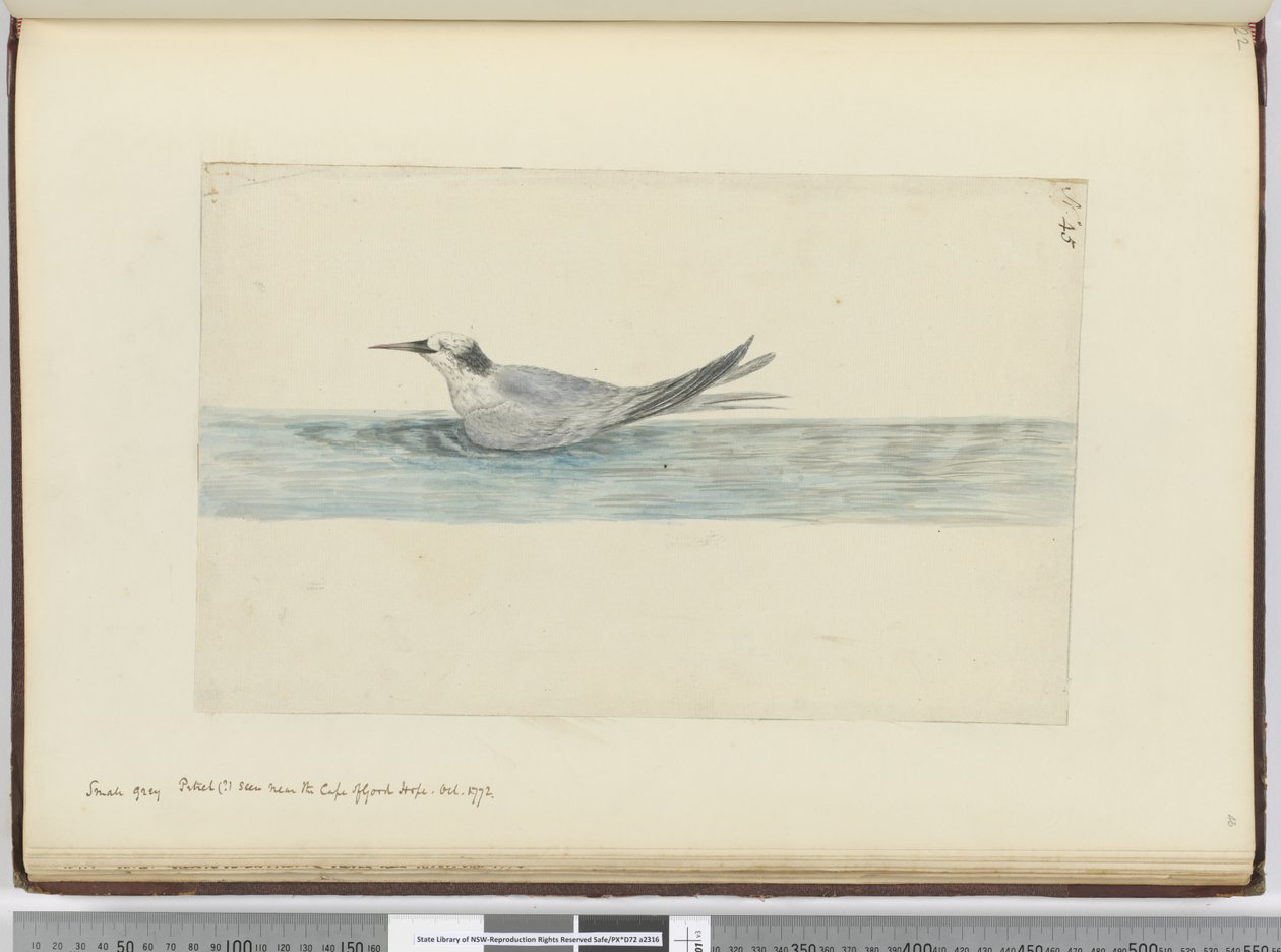 F.45 Lille grå stormsvale(?) set nær Kap det Gode Håb. oktober 1772, 1772-75 (wc) af Isaac Smith