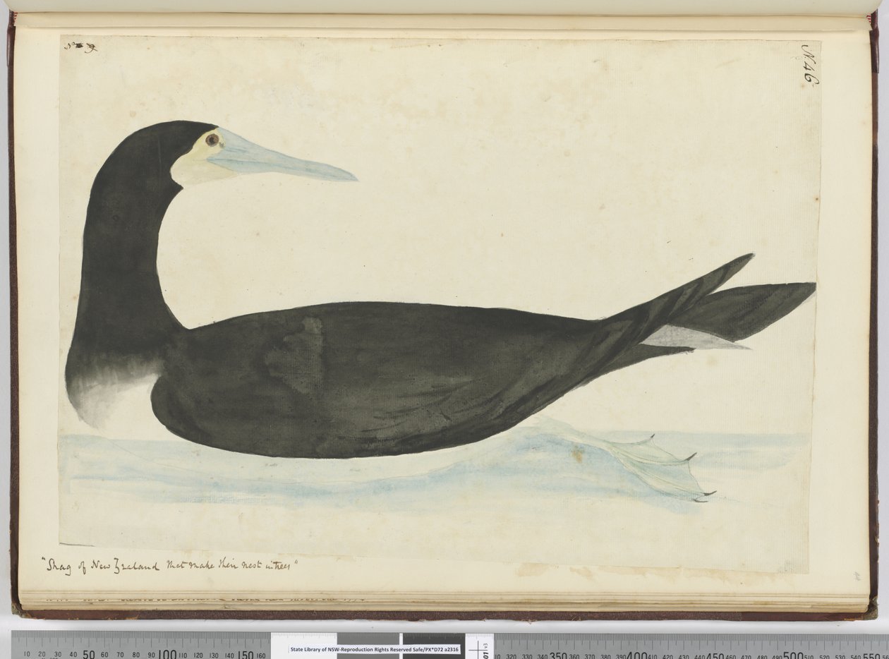 F.46 Shag of New Zealand, der laver deres rede i træer, 1772-75 (wc) af Isaac Smith