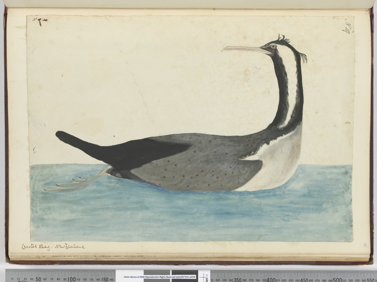F.47 Crested shag. New Zealand, 1772-75 (wc) af Isaac Smith