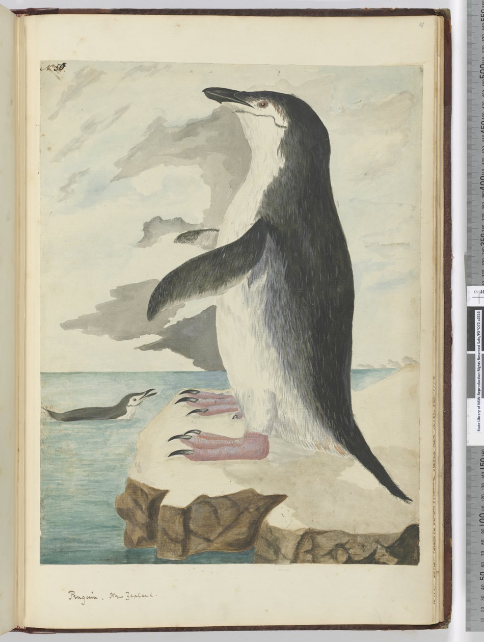 F.50 Pingvin. New Zealand, 1772-75 (wc) af Isaac Smith