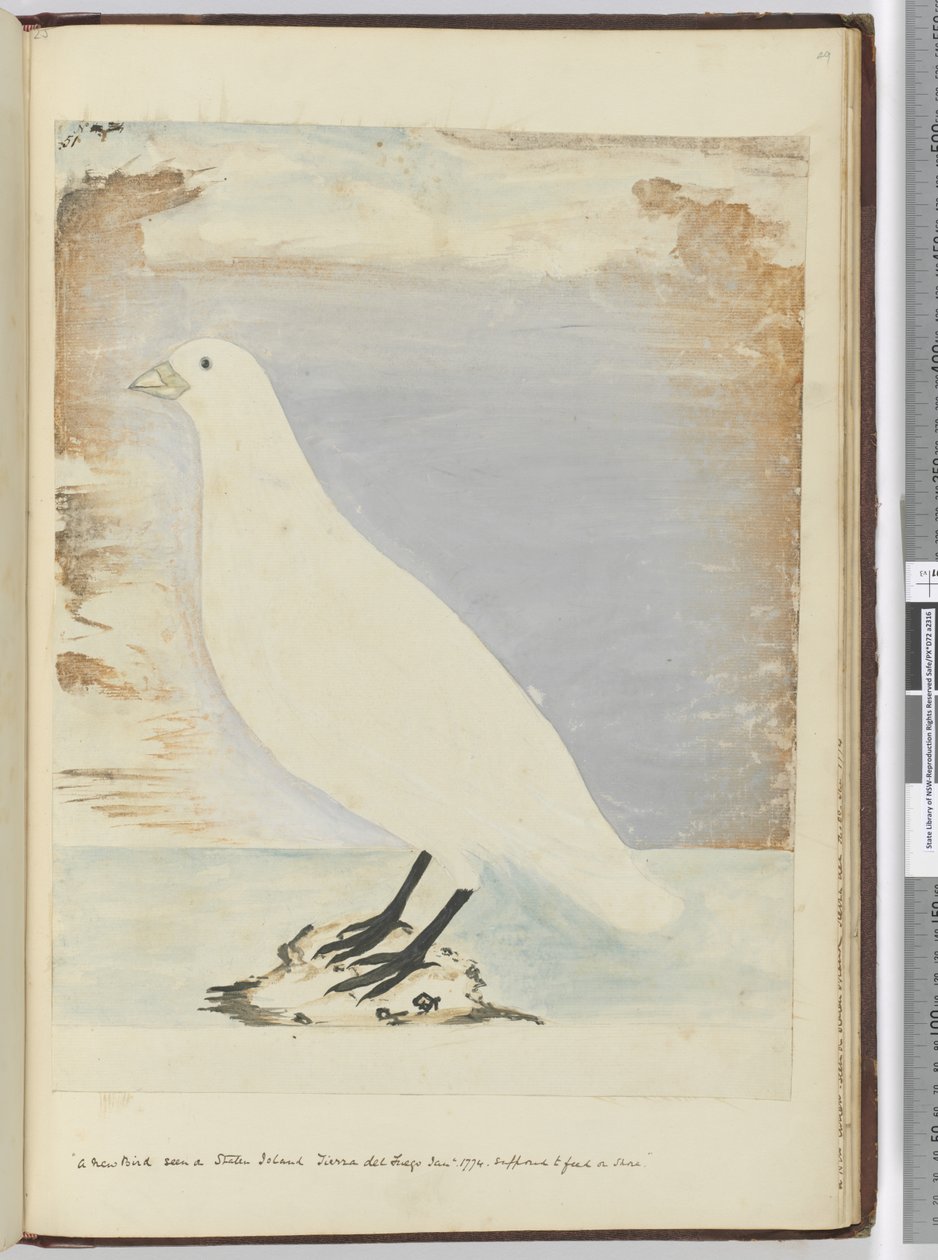 F.51 En ny fugl set på Staten Island Tierra del Fuego januar 1774. Formodes at fodre på kysten, 1772-75 (wc) af Isaac Smith