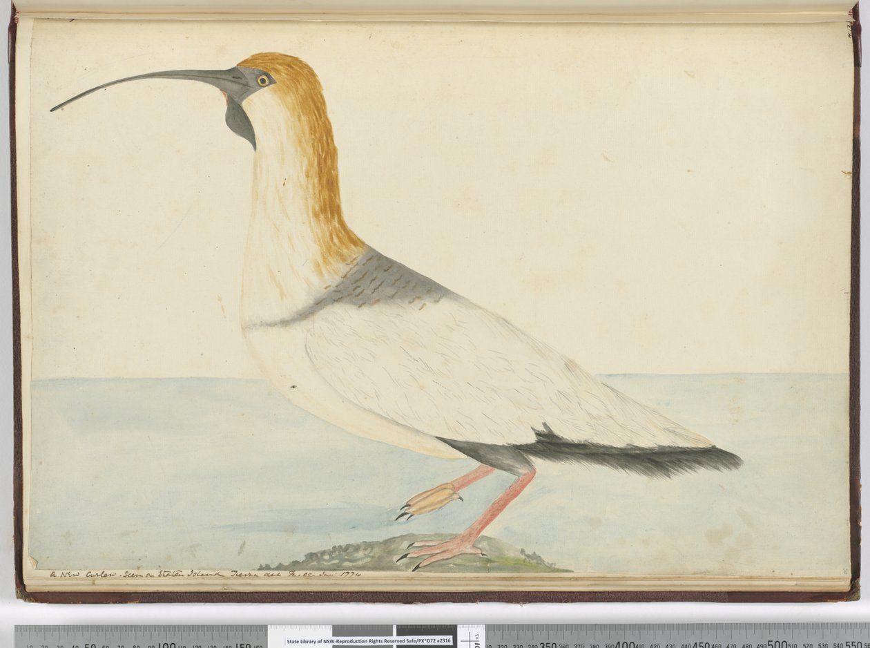 F.52 En ny krølle. Set på Staten Island Tierra del Fuego januar 1774, 1772-75 (wc) af Isaac Smith