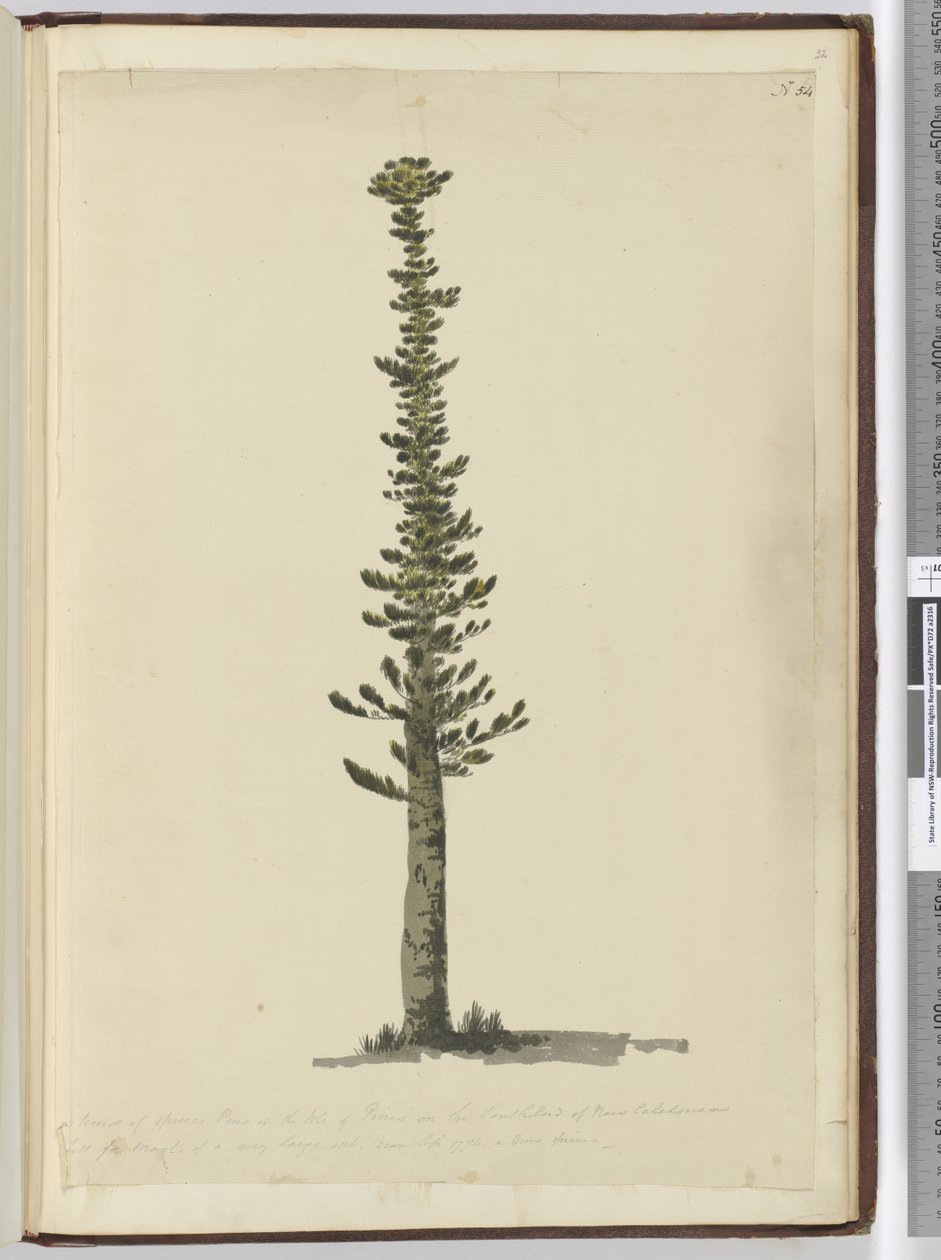 F.54 Slags granfyr på Isle of Pines i den sydlige ende af Ny Kaledonien og høj for master af meget stor art. Set sept. 1774..., 1772-75 (wc) af Isaac Smith