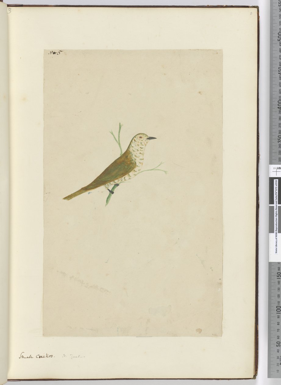 F.5 Lille gøg. New Zealand, 1772-75 (wc) af Isaac Smith