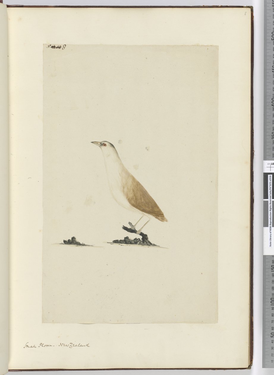 F.8 Småhøge. New Zealand, 1772-75 (wc) af Isaac Smith