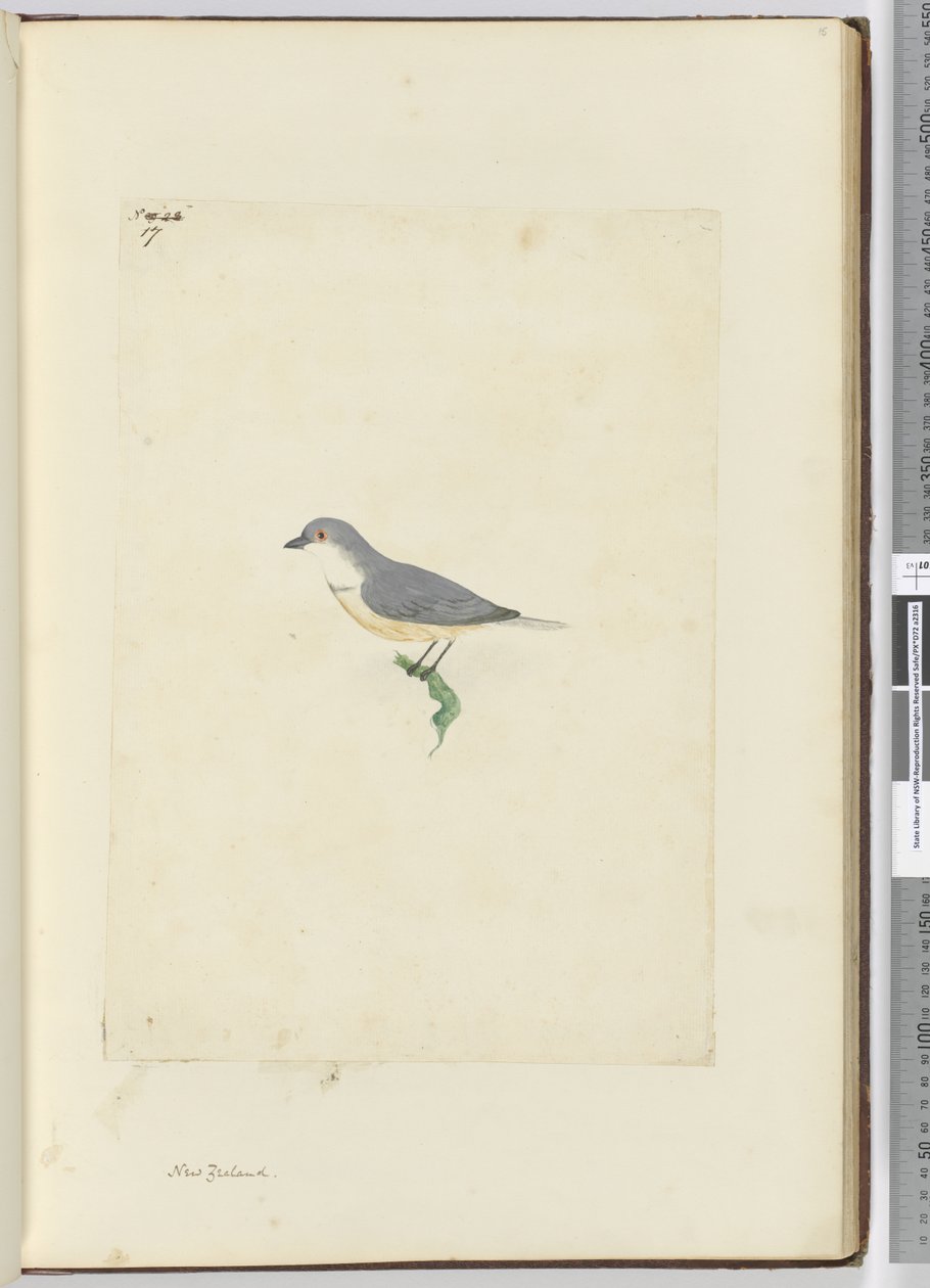 f.17 Uidentificeret New Zealand fugl, 1772-75 (wc) af Isaac Smith