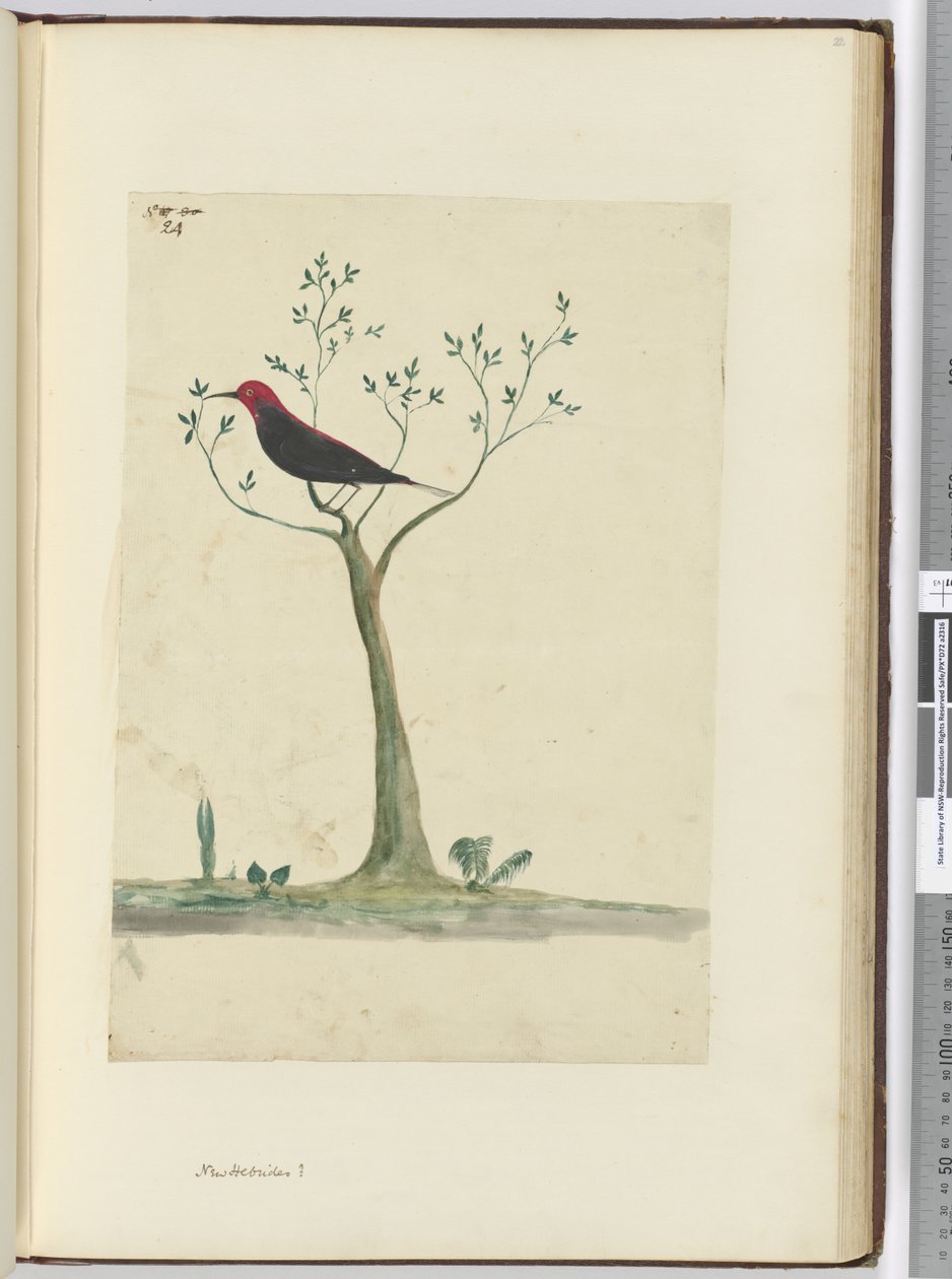 f.24 Nye Hebrider ?, 1772-75 (wc) af Isaac Smith