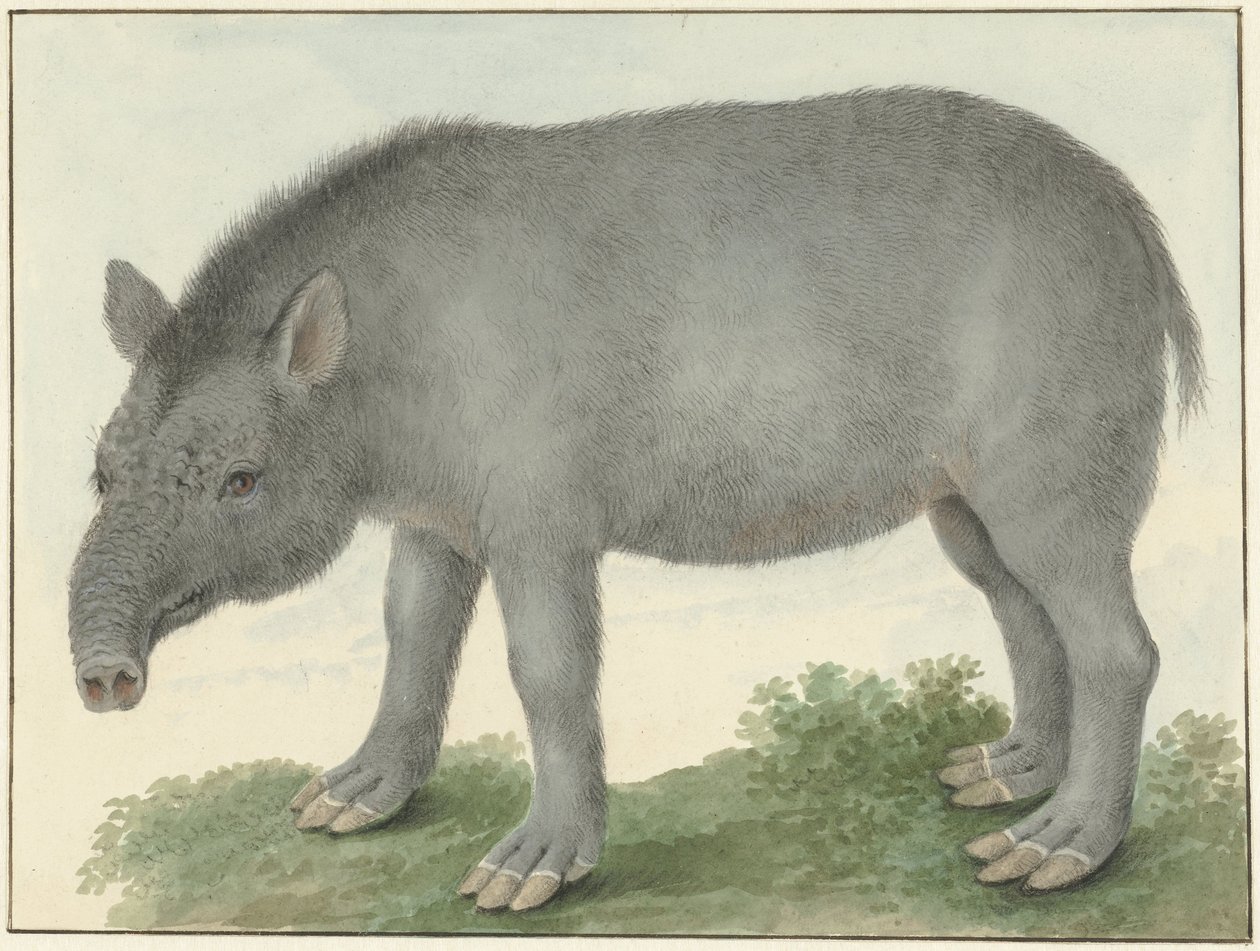 Tapir af Isaac van Haastert