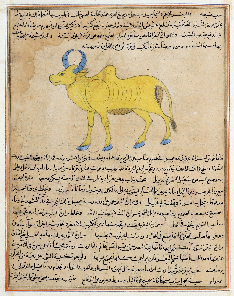 Ms E-7 fol.181b Zebu, illustration fra 