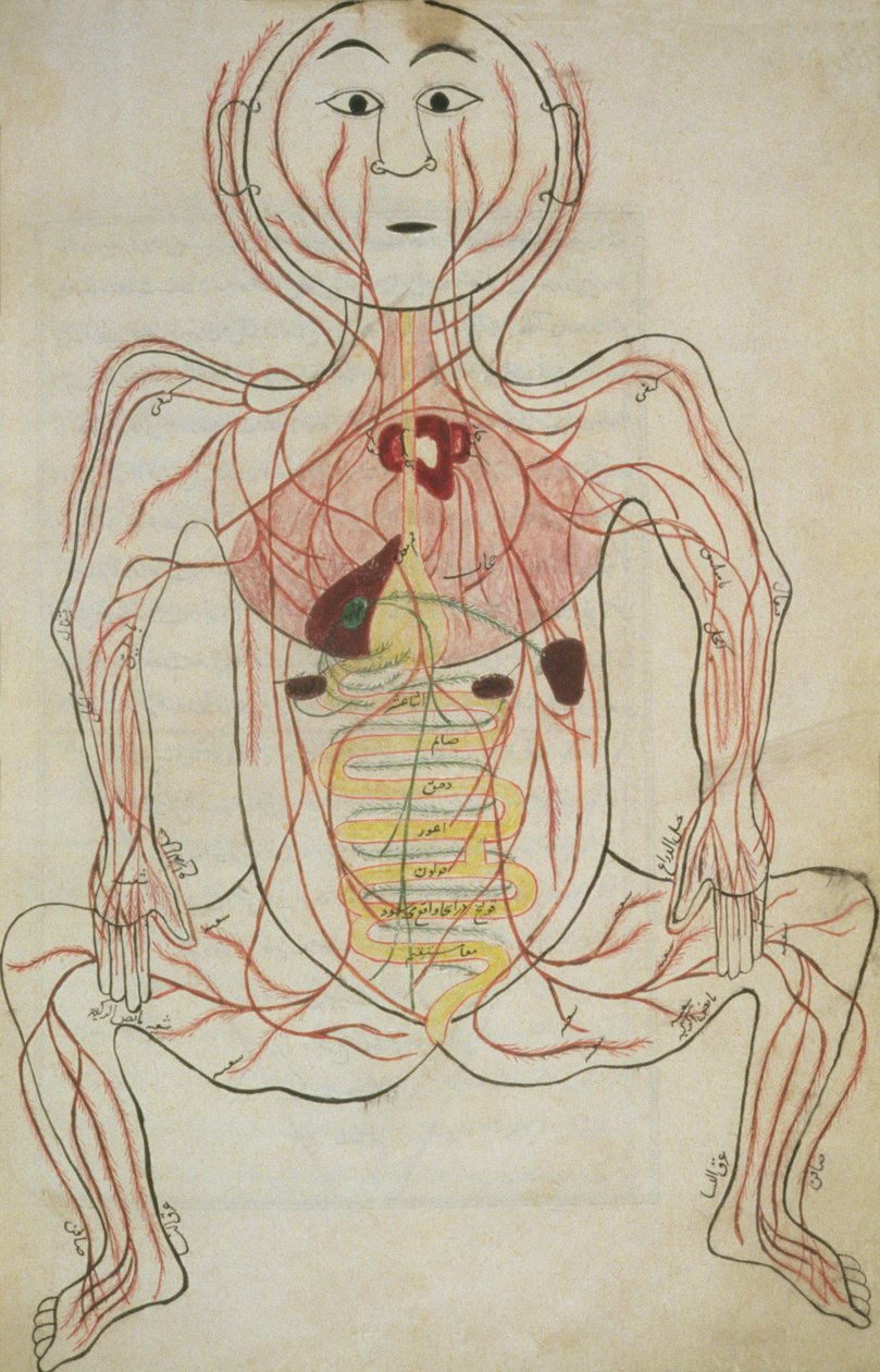 Per 129, f.20b Menneskets indre organer og kredsløb, illustration fra Tashrih al-badan (blæk på papir) af Islamic School
