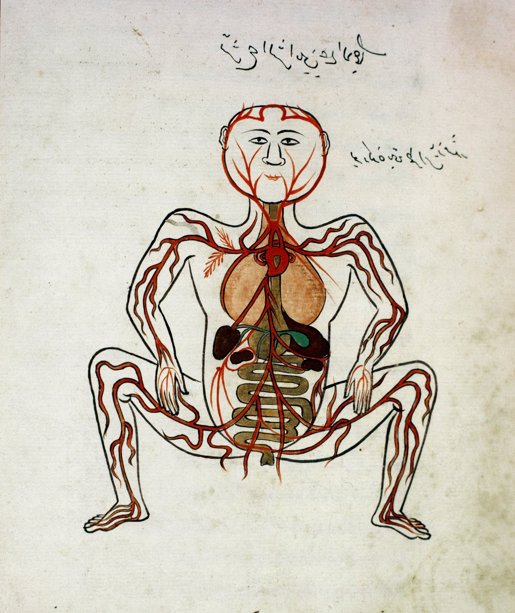 Arabisk medicin: "" blodcirkulation og fordøjelsessystem"" Miniature af anatomimanuskriptet "" Tashrih bi al-Taswir"" (Kroppens anatomi) af Mansur (Mansur) ibn Ilyas (ca. 1390) Istanbul fra det 17. århundrede, universitetsbiblioteket af Islamic School
