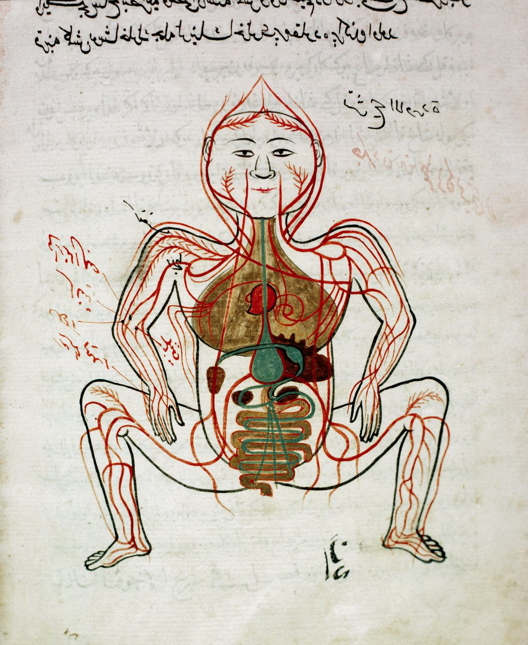 Arabisk medicin: "" blodcirkulation og fordøjelsessystem"" Miniature af anatomimanuskriptet "" Tashrih bi al-Taswir"" (Kroppens anatomi) af Mansur (Mansur) ibn Ilyas (ca. 1390) Istanbul fra det 17. århundrede, universitetsbiblioteket af Islamic School